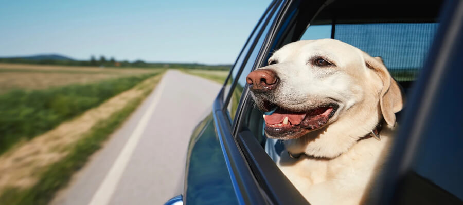 The Ultimate Guide to Road Trips with Your Dog